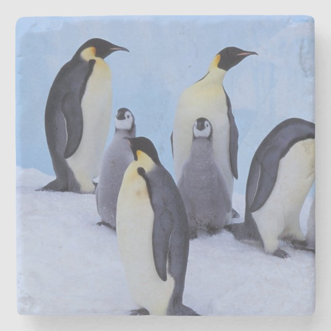 Posavasos De Piedra Antártida, Pingüinos Emporer (Anverso)