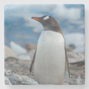 Posavasos De Piedra Antártida. Puerto Neko. Pingüino de Gentoo