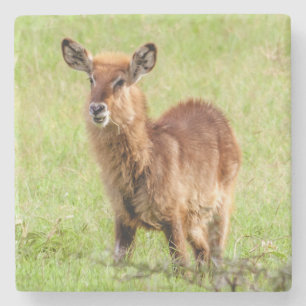 Posavasos De Piedra Antílope joven Waterbuck de las imágenes el