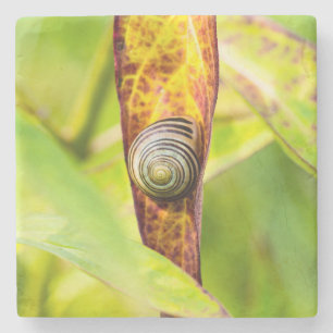 Posavasos De Piedra apego