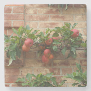 POSAVASOS DE PIEDRA APLICACIONES QUE CRECEN EN EL ESPALIER DE PARED DE
