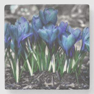 Posavasos De Piedra Aqua Blue Crocus Blooms