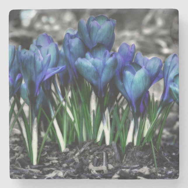Posavasos De Piedra Aqua Blue Crocus Blooms (Anverso)
