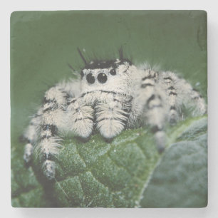Posavasos De Piedra Araña Saltarina Metaphid