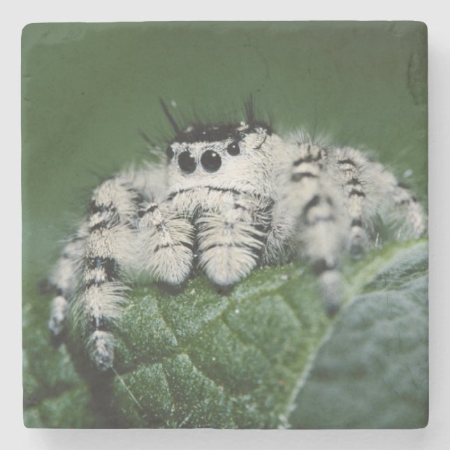 Posavasos De Piedra Araña Saltarina Metaphid (Anverso)