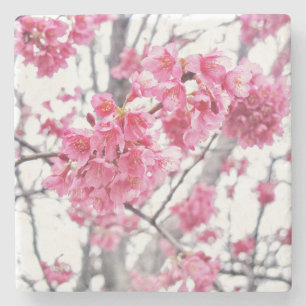 Posavasos De Piedra Árbol de cerezo en floración
