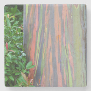Posavasos De Piedra Árbol de eucaliptos arcoiris