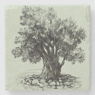 Posavasos De Piedra Árbol de oliva