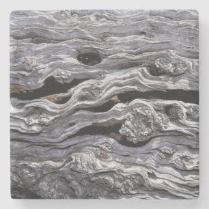 Posavasos De Piedra Árbol de oliva silvestre Gran Karoo, Sudáfrica