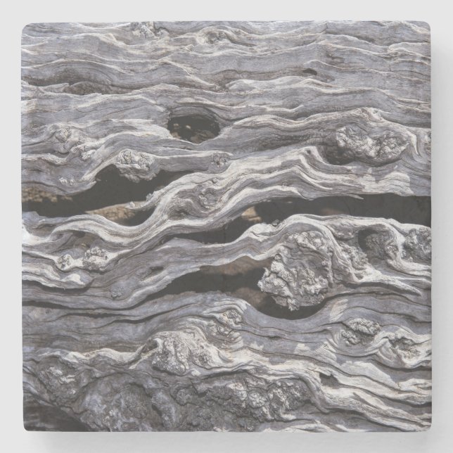 Posavasos De Piedra Árbol de oliva silvestre| Gran Karoo, Sudáfrica (Anverso)