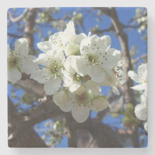 Posavasos De Piedra Árbol de peras florido de primavera de los Cluster