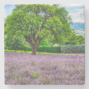Posavasos De Piedra Árbol en campo de lavanda, Francia