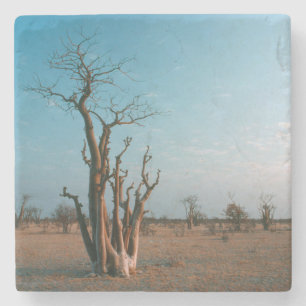 Posavasos De Piedra Árbol Moringo Africano en la Llanura, Etosha Nacio