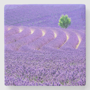Posavasos De Piedra Árbol solitario en el campo Lavender, Francia