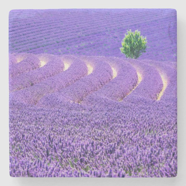 Posavasos De Piedra Árbol solitario en el campo Lavender, Francia (Anverso)