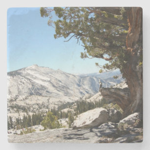 Posavasos De Piedra Árbol viejo en el parque nacional de Yosemite