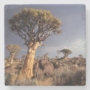 Posavasos De Piedra Árboles de carcaj (Aloe Dichotoma)