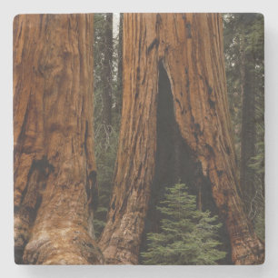 Posavasos De Piedra Árboles de secoya, Parque Nacional Sequoia.