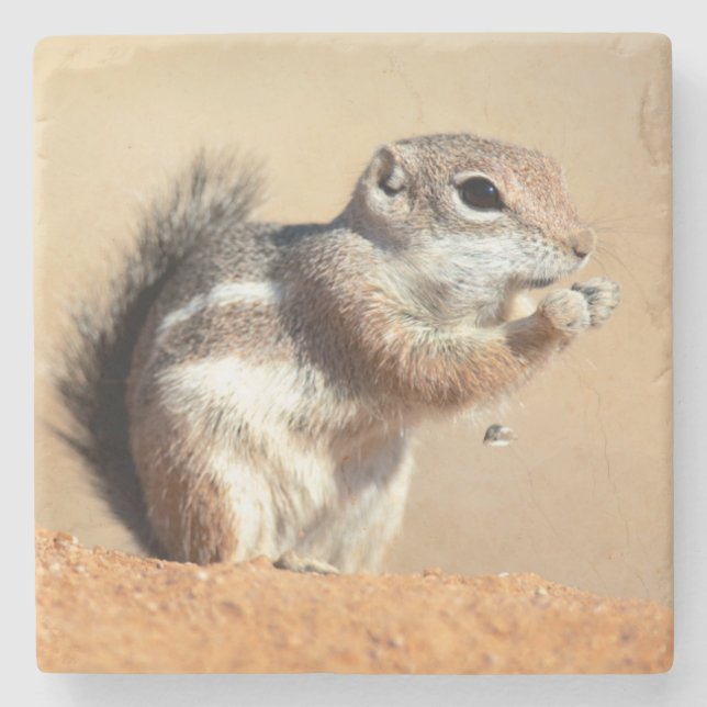 Posavasos De Piedra ardilla de antílope de Harris (Ammospermophilus) (Anverso)