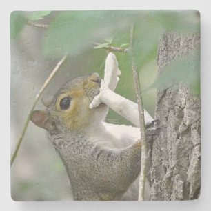 Posavasos De Piedra Ardilla de forraje