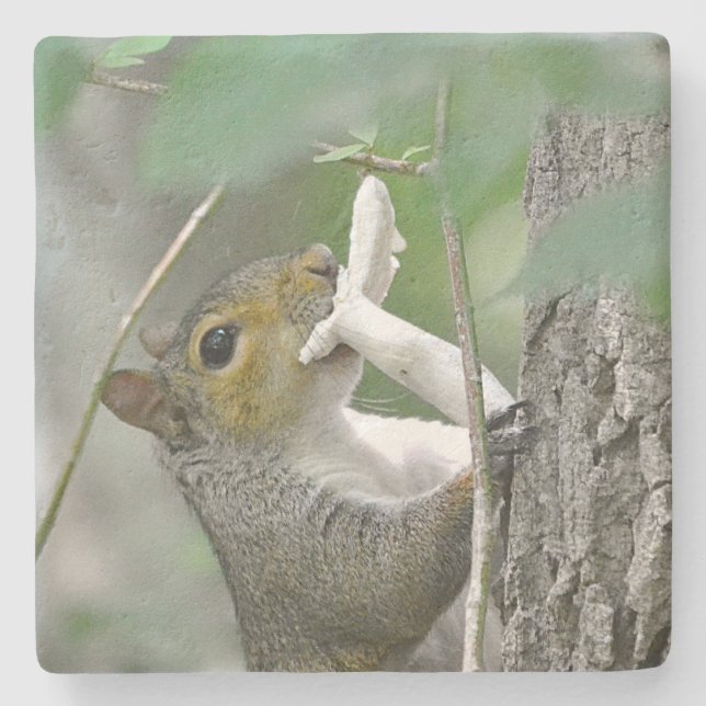 Posavasos De Piedra Ardilla de forraje (Anverso)