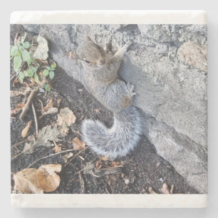 Posavasos De Piedra Ardilla Gris Oriental O Ardilla Gris