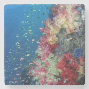 Posavasos De Piedra Arrecife de coral submarino, Indonesia