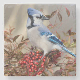 Posavasos De Piedra Arrendajo azul en Bambú celestial Nandina