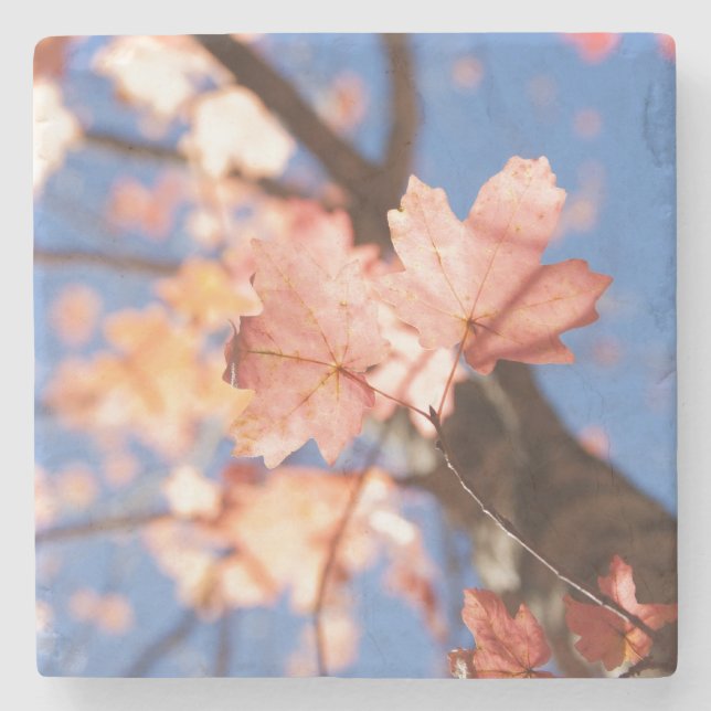 Posavasos De Piedra arriba, arriba en los árboles (Anverso)