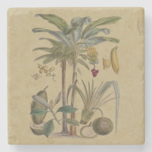 Posavasos De Piedra Arte botánico de frutas tropicales palmo antiguo