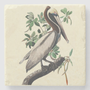 Posavasos De Piedra Arte de ave costera pelícano pardo vintage Audubon