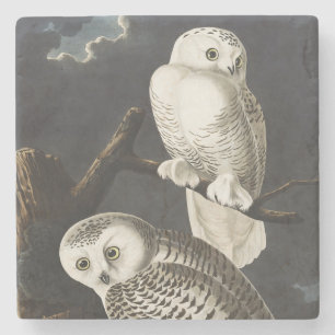 Posavasos De Piedra Arte de ave nocturna de búho nevado vintage Audubo