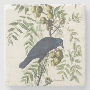 Posavasos De Piedra Arte de la naturaleza del cuervo americano Audubon