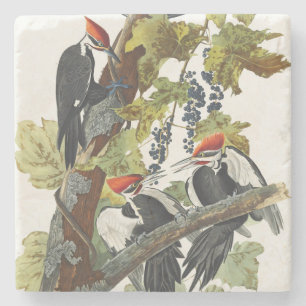 Posavasos De Piedra Arte de pájaro carpintero pileado vintage Audubon
