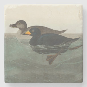 Posavasos De Piedra Audubon American Scoter Duck Classic