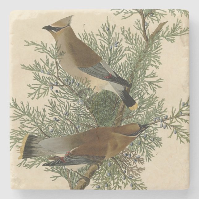 Posavasos De Piedra Audubon Cedar Waxwing Bird (Anverso)