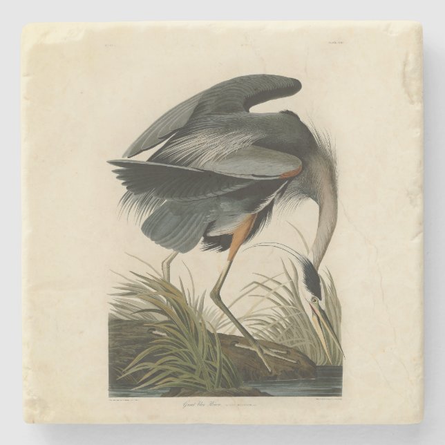 Posavasos De Piedra Audubon Great Blue Heron Marsh Bird (Anverso)