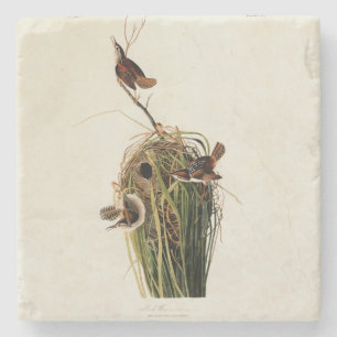 Posavasos De Piedra Audubon Marsh Wren Bird Art