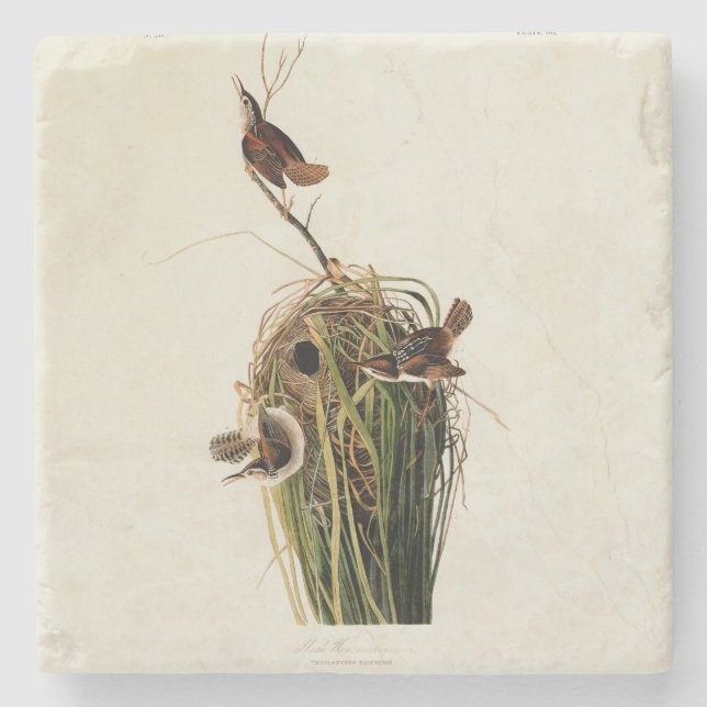 Posavasos De Piedra Audubon Marsh Wren Bird Art (Anverso)