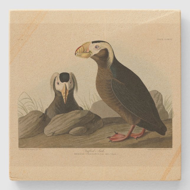 Posavasos De Piedra Auk Tufted (Puffin) - Los pájaros de América de Au (Anverso)