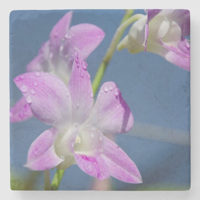 Posavasos De Piedra Australia, Territorio del Norte, Darwin (Anverso)