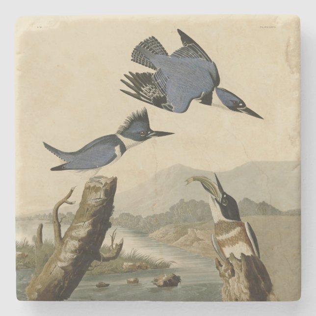 Posavasos De Piedra Ave salvaje Audubon Belt Kingfisher (Anverso)