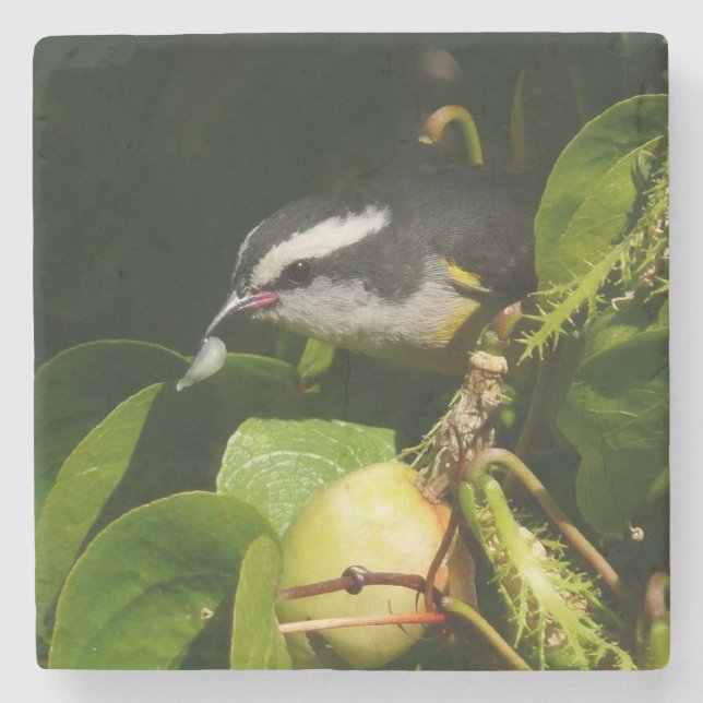 Posavasos De Piedra Aves Bananaquit comiendo fotografía tropical (Anverso)