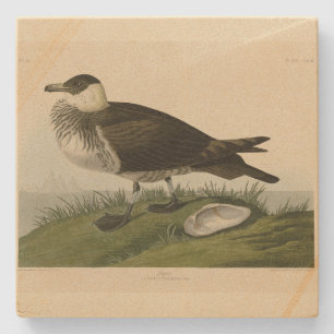 Posavasos De Piedra Aves de América de Jager (Pomarine Jaeger) Audubon