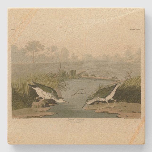 Posavasos De Piedra Aves de América en Audubon (Anverso)