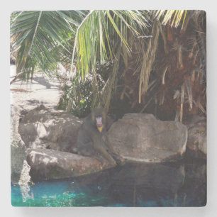 Posavasos De Piedra Baboon En El Paraíso, Pascua De Piedra