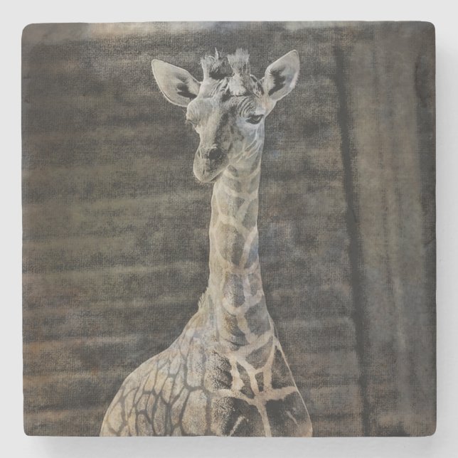 Posavasos De Piedra Baby Giraffe (Anverso)