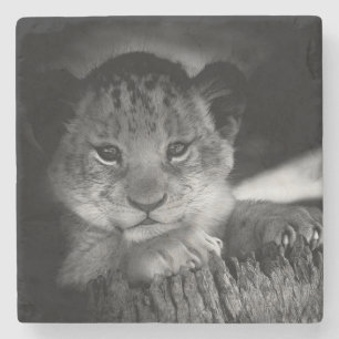 Posavasos De Piedra Baby Lion