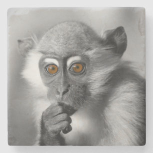 Posavasos De Piedra Baby Mangabey Monkey