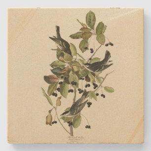 Posavasos De Piedra Balcón negro de los pájaros de América de Audubon
